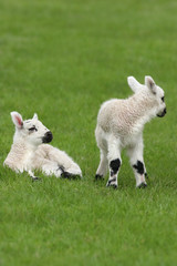 Fototapeta premium Spring Lambs