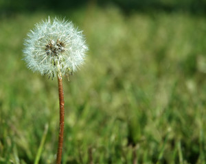 Dandelion Gone to Seed