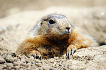 Prairie Dog