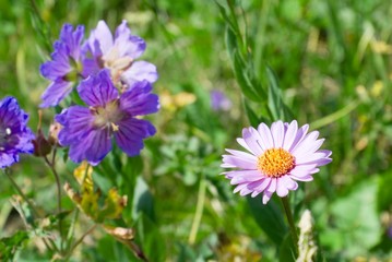 Obraz premium spring flowers