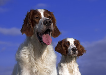 Irish red and white setter couple