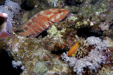 Red Sea Diving