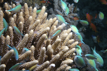 Red Sea Diving