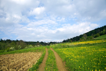 Fototapeta na wymiar Road to heaven - Springtime Meadow