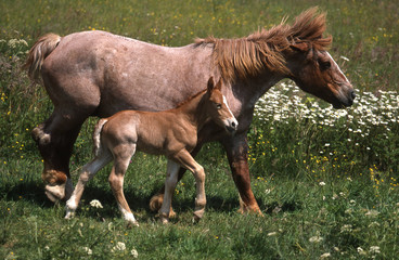 cheval de trait breton et son poulain