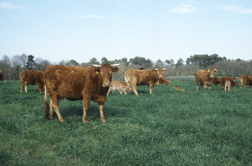 troupeau de vaches dans une pâture