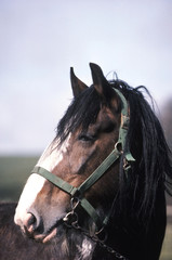cheval de trait de race clydesdale la tête tournée © CallallooAlexis