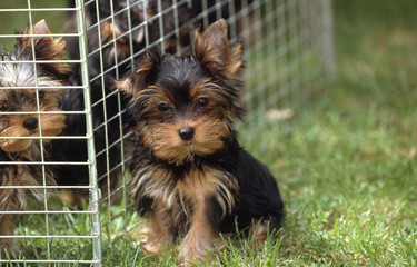 jeune yorkshire terrier en dehors de son parc