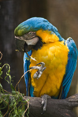 Yellow and blue parrot