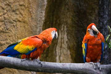 Two parrots bickering