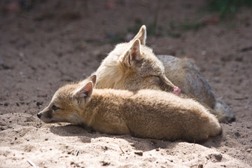 Two swift foxes resting, female and kid