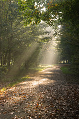 Sunbeams in autumn forest