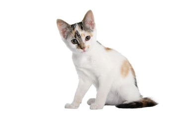 Obraz premium Adorable Kitten Isolated