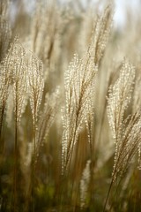 Mediterranean wild golden spikes