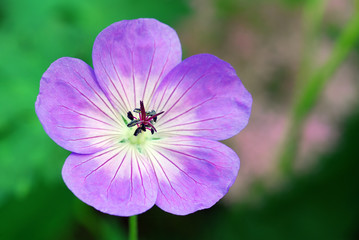 Geranium