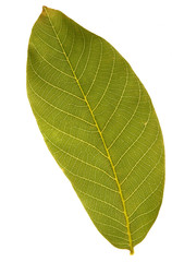 leaf on white