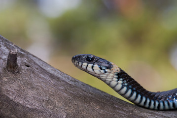 Grass-snake