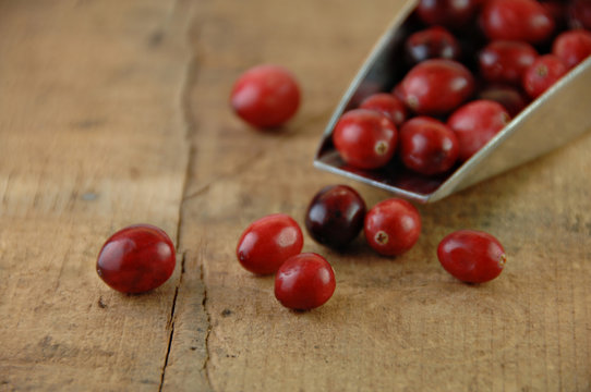 Fresh Cranberries Spilling out of a Metal Scoop.