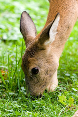 European Roe Deer