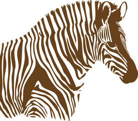 Brown and white Zebra on white background
