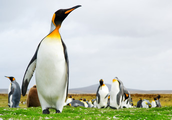 Naklejka premium King Penguins
