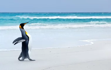 Foto op Plexiglas Pinguïn Koningspinguïn