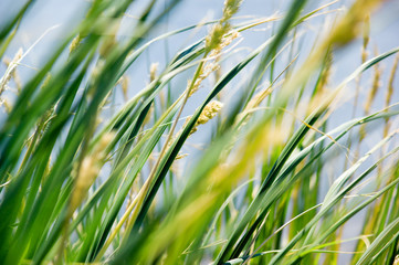 Fototapeta premium Tussock Grass