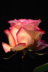 Rose vor schwarzem Hintergrund 1