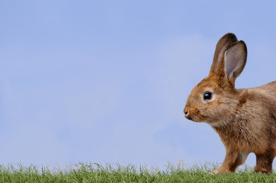 Hase auf der Wiese