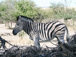 Zebra@namibia