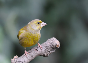 Greenfinch
