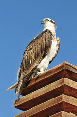 Egypt predator