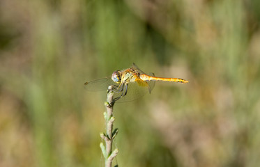 Libelula