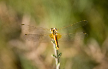 Libélula