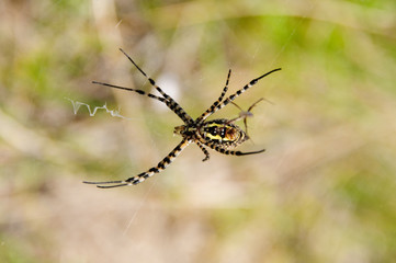 spider