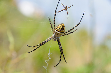 arañas