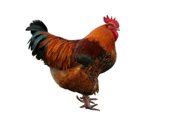 Rooster isolated on white background