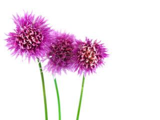 Flowering Chives 2