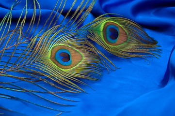 Peacock feather