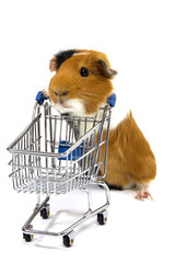 guinea pig is making shopping with a shopping car