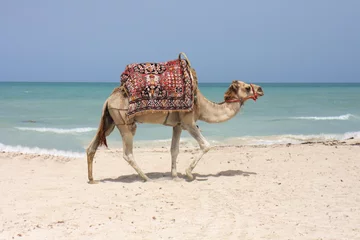Lichtdoorlatende rolgordijnen zonder boren Kameel kameel