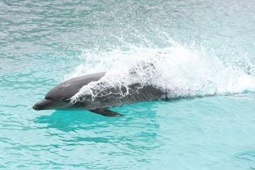 Naklejka premium Swimming Dolphin