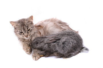 Obraz premium cat and rabbit