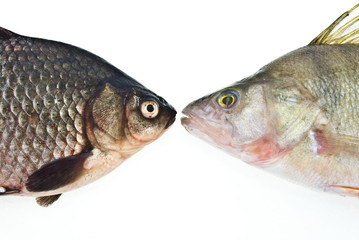 carp and perch