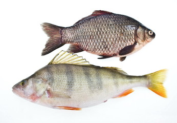 carp and perch