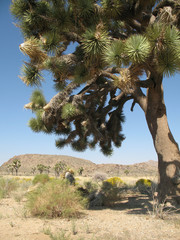 Joshua Tree yucca, Joshua Tree National Park, California