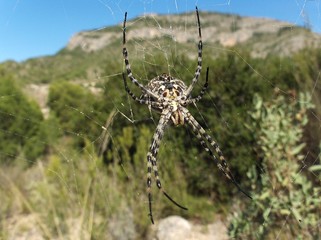 araña Argiope Lobata