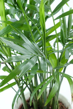 Bergpalme, Zimmerpflanze
