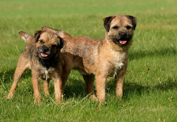 deux border terriers dans une posture étonnante