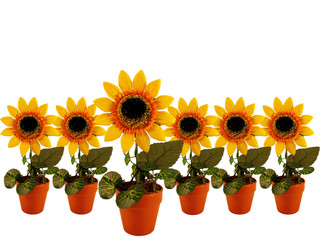 Obraz premium sunflowers row on white background